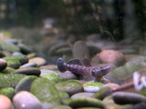 Black Kampai Goby