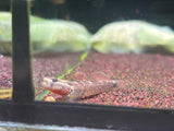 Rhinogobious Sp Strawberry