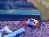 Tricolor Borneo Crab (Lepidothelphusa sp)