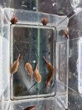 Gastromyzon Russulus Red Devil
