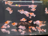 Sakura Molly ( 2.5-3cm Size )