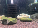 Stiphodon Percnopterygionus