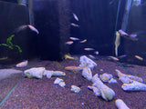 Red & White Medaka ricefish