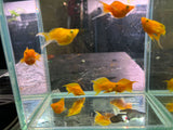 Yellow Sunkist Lyretail Molly ( sold in pairs )