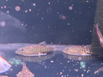 Zebra Hillstream Loach