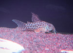 C068 cory