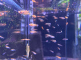 Red Medaka ricefish