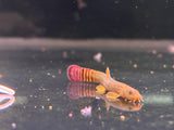 Red Tail Zebra Loach