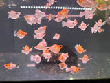 Sakura Molly ( 2.5-3cm Size )