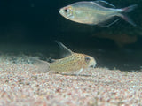 Corydoras Loretoensis