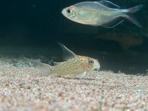 Corydoras Loretoensis