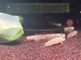 Rhinogobious Sp Strawberry