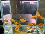 Yellow Sunkist Lyretail Molly ( sold in pairs )
