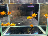 Golden Molly ( Sold in Pairs )