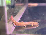 Red Tail Zebra Loach