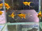 Golden Molly Lyretail ( Sold in Pairs )