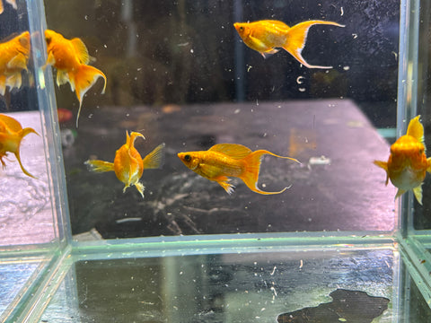Golden Molly Lyretail ( Sold in Pairs )