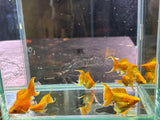 Golden Molly Lyretail ( Sold in Pairs )
