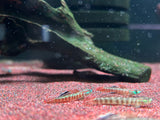 Stiphodon Rutilaureus