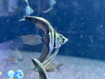 Black White Angelfish longfin 1-1.5inch size