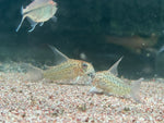 Corydoras Loretoensis