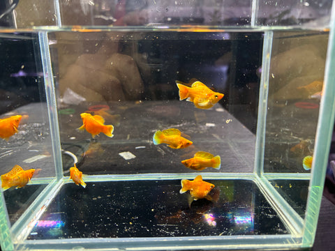 Golden Molly ( Sold in Pairs )