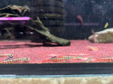 Stiphodon Rutilaureus