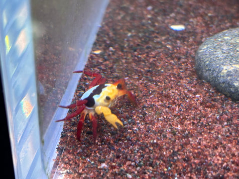 Tricolor Borneo Crab (Lepidothelphusa sp)