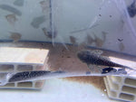 Pseudancistrus Genisetiger Pleco 7-8cm