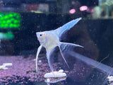 Platinum Angelfish Long Fin 1-1.5inch