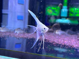 Platinum Angelfish Long Fin 1-1.5inch