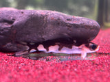 Centromochlus Orca