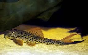 L11 Pleco Redfin Thrasher