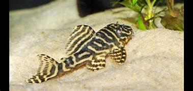 L129 Colombian Zebra Pleco – Simply Aquatics