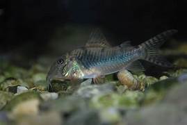 Corydoras Aurofrenatus