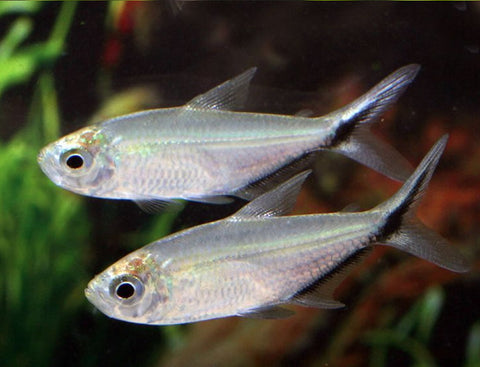 Moenkhausia Costae ( blackline tail tetra )