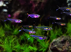 Humming Bird Tetra