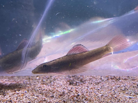 Purple Fin Hillstream Loach