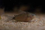 Corydoras sp gulana