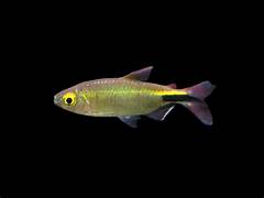 Brycinus Longipinnis ( longfin tetra )