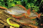 Melanotaenia Maccullochi dwarf rainbowfish