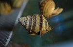 Piano snail