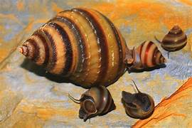 Piano snail