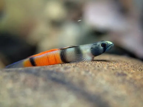 Red Belted Goby
