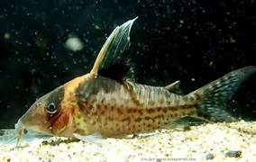 Corydoras Robustus