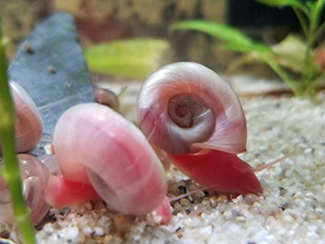 Ramshorn Snail – Best4Pets