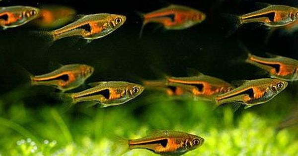 Glowlight Rasbora – Simply Aquatics