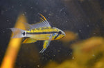 Apistogramma Allpahuayo (Pair)