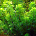 Green Cabomba