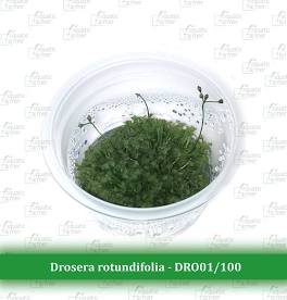Aquatic Farmer - Drosera Rotundifolia TC (Tissue Culture Plants)